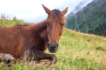 the horse rests on the grass after lunch