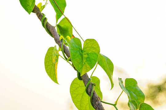 Heart-leaved moonseed leaves, Tinospora cordifolia herb plants 
