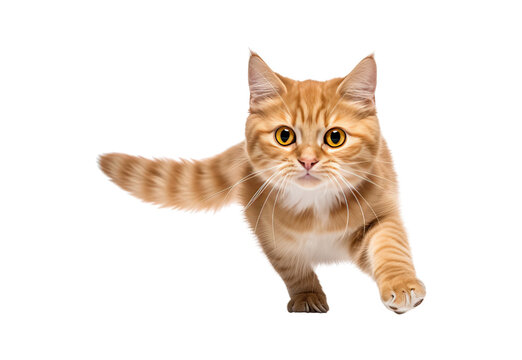 ginger cat running on a white and isolated