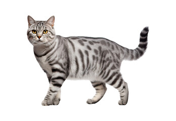 American Shorthair cat walks on a white and isolated