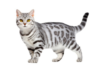 Obraz premium American Shorthair cat walks on a white and isolated