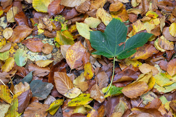 Green maple leaf on beech leaves.