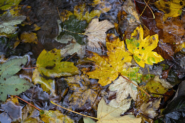 Maple leaves wet in water.