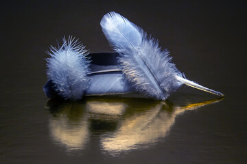 Colored feather and bird fluff on a dark background