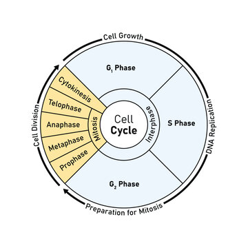 Cell Cycle (Cell Division) Scientific Design. Vector Illustration.
