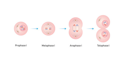 Meiosis 1 Phases Scientific Design. Vector Illustration.