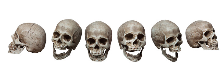 Six skulls - obrazy, fototapety, plakaty