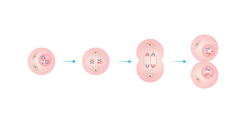 Meiosis 1 Phases Scientific Design. Vector Illustration.