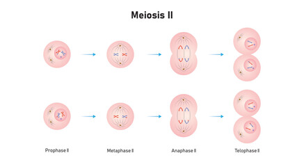 Meiosis 2 Phases Scientific Design. Vector Illustration. - obrazy, fototapety, plakaty
