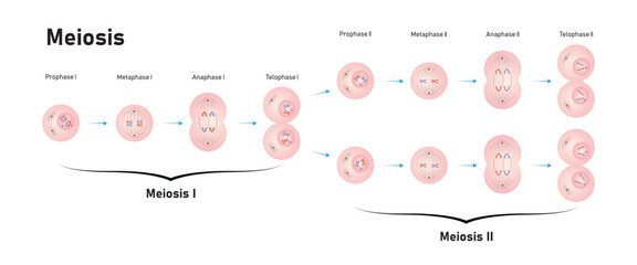Meiosis Phases Scientific Design. Vector Illustration.