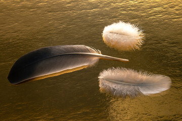 Colored feather and bird fluff on a golden background