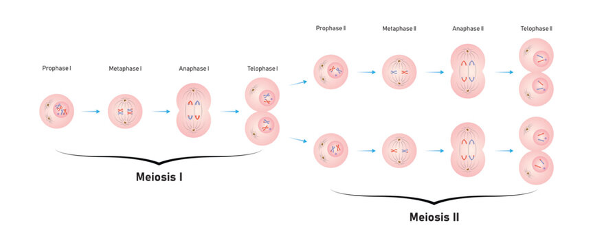Meiosis Phases Scientific Design. Vector Illustration.