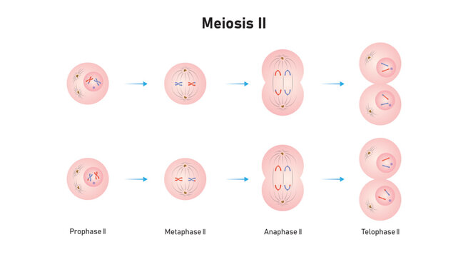Meiosis 2 Phases Scientific Design. Vector Illustration.