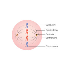 Metaphase Cell Diagram Scientific Design. Vector Illustration.