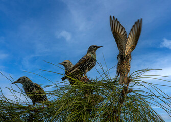 Starlings are preparing to migrate again in autumn
