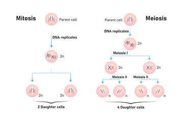 Mitosis and Meiosis Scientific Design. Vector Illustration.
