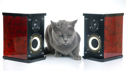 Gray cat sits between two audio stereo speakers on a white background