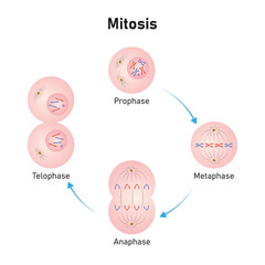 Mitosis Phases Scientific Design. Vector Illustration.