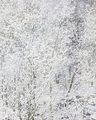 view of snowy city, trees and houses in frosty white snow. climate, winter. New Year and Christmas in city. drifts of white snow and ice. snow removal equipment. winter nature