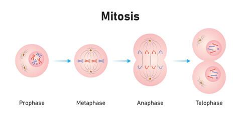 Mitosis Phases Scientific Design. Vector Illustration. - obrazy, fototapety, plakaty