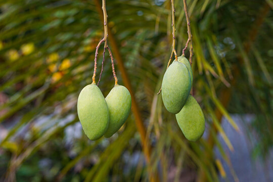 Unripe Mango tropical fruit hanging on tree with beautiful blurry background, Raw Green Mangoes hanging in bunch on tree