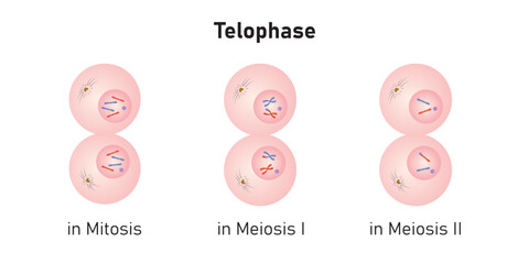 Telophase in Mitosis and Meiosis Scientific Design. Vector Illustration.