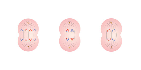 Anaphase in Mitosis and Meiosis Scientific Design. Vector Illustration.