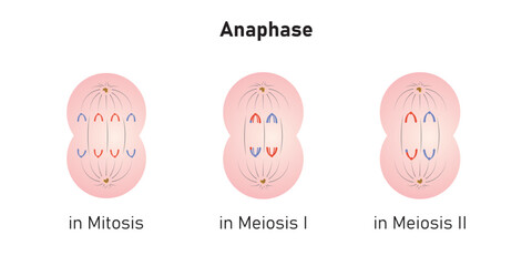 Anaphase in Mitosis and Meiosis Scientific Design. Vector Illustration.