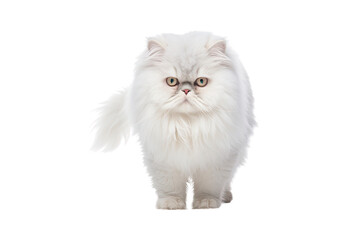 Fototapeta premium Persian cat walking on a white and isolated