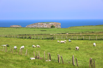 A flock of sheep. Livestock farm in Ireland. Grazing animals on the farm. Herd of sheep on green grass field. Causeway Coast Ireland