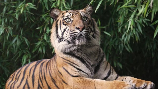 tiger dangerous predator furry beautiful