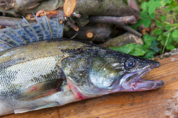 Zander and his Teeth in detail, the Fish from freshwater Deep, Sander lucioperca