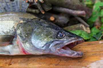 Zander and his Teeth in detail, the Fish from freshwater Deep, Sander lucioperca