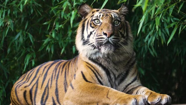 tiger dangerous predator furry beautiful