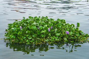 Common water hyacinth plants and flowers floating in the river (Pontederia crassipes)