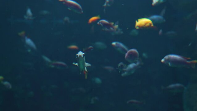 underwater video ocean fish world
