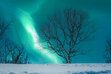 Close up photo on wild mountain birch on snow slope at night with with night northern green lights in starry sky. Norway, Sweden winter travel destinations