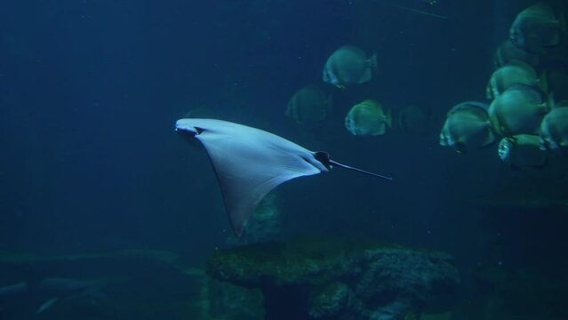 stingray swims underwater photography