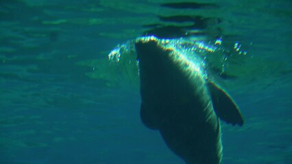 fur seals swim underwater  photography