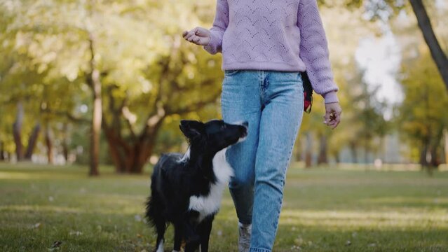 Positive young woman trains obedient dog on grass in park