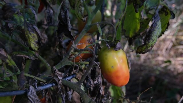 Close up of unmatured tomato hanging from withering plant vine after days of cold and frost.