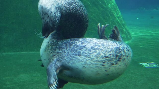 fur seals swim underwater  photography
