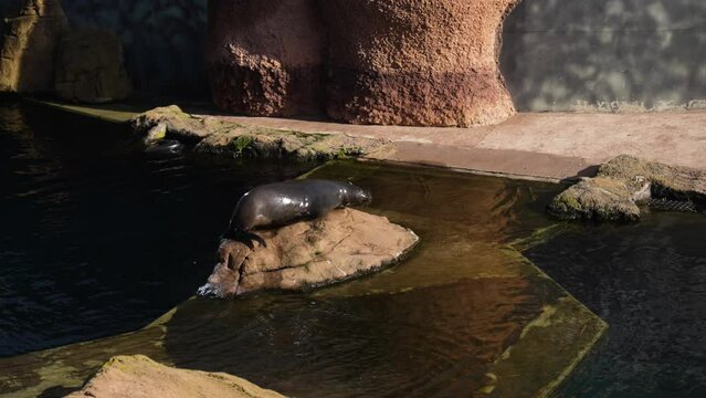 fur seals play swim sunny day