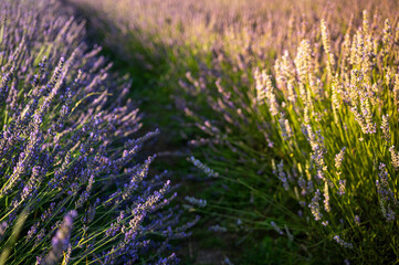 Lavender field with summer blue sky close-up, sunset, rays, Ukraine, retro toned, web banner format