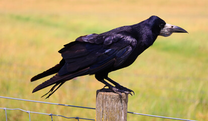 Rook (Corvus frugilegus) is a member of the family Corvidae in the passerine order of birds. It is...