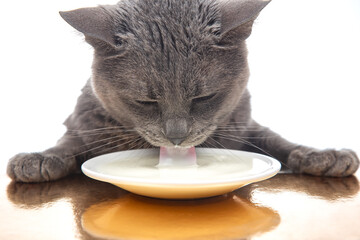 gray cat drinks fresh milk from a white plate. homemade breakfast concept with favorite animal