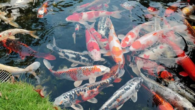 Close up view of Fishes Koi swimming in a small lake in the park