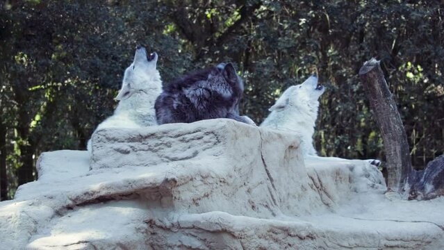 Three wolves howl