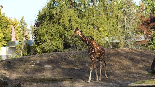 big giraffe in the zoo is beautiful
