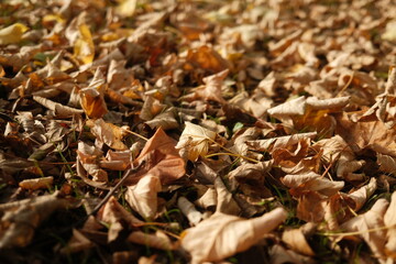 Laub Boden Herbst